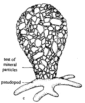 2164_Shell - body form Protozoans 2.png